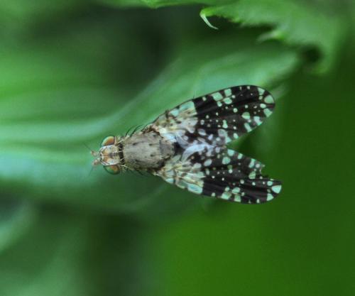 Tephritis conura
